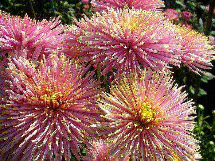 kung paano maayos na mapalago ang bush chrysanthemum para sa paggupit