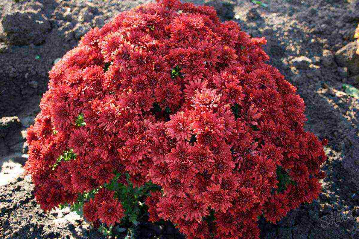 how to properly grow bush chrysanthemum for cutting