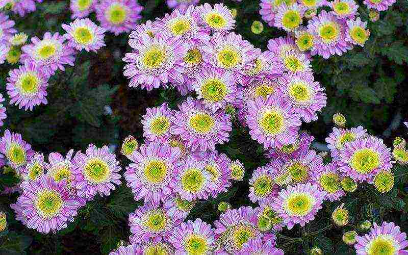 kung paano maayos na mapalago ang bush chrysanthemum para sa paggupit