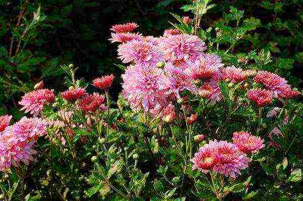 kung paano maayos na mapalago ang bush chrysanthemum para sa paggupit