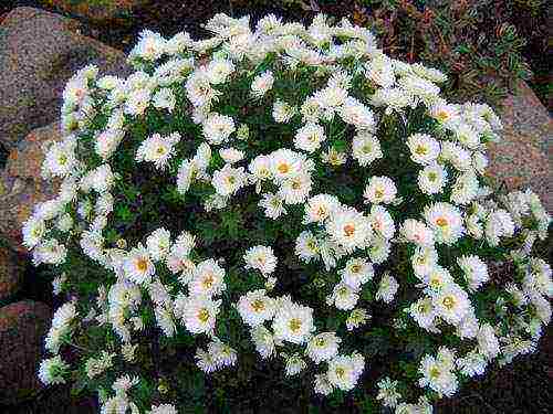how to properly grow bush chrysanthemum for cutting