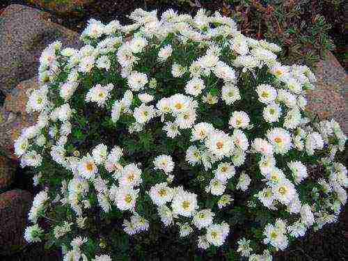 kung paano maayos na mapalago ang bush chrysanthemum para sa paggupit