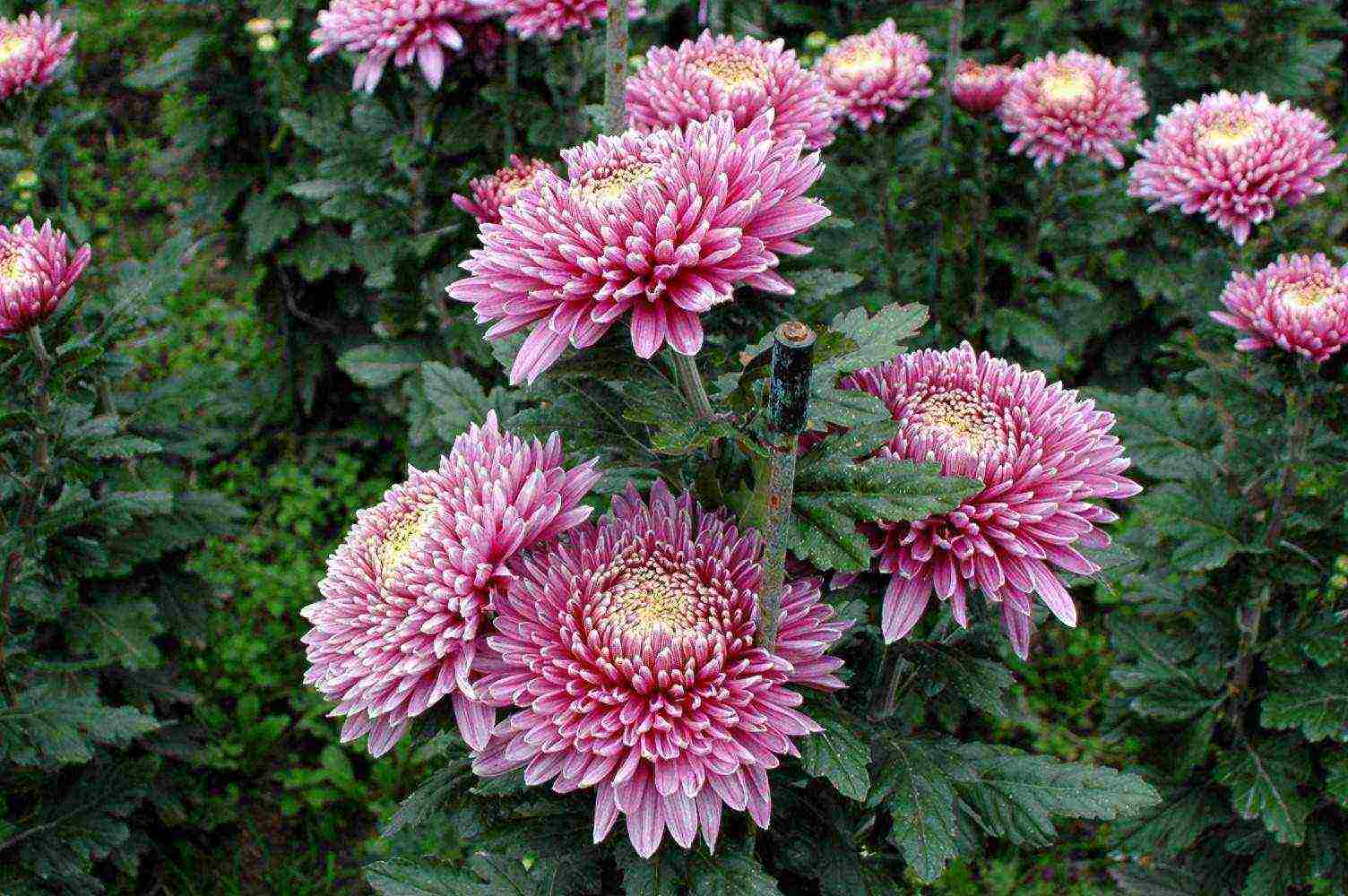 how to properly grow bush chrysanthemum for cutting