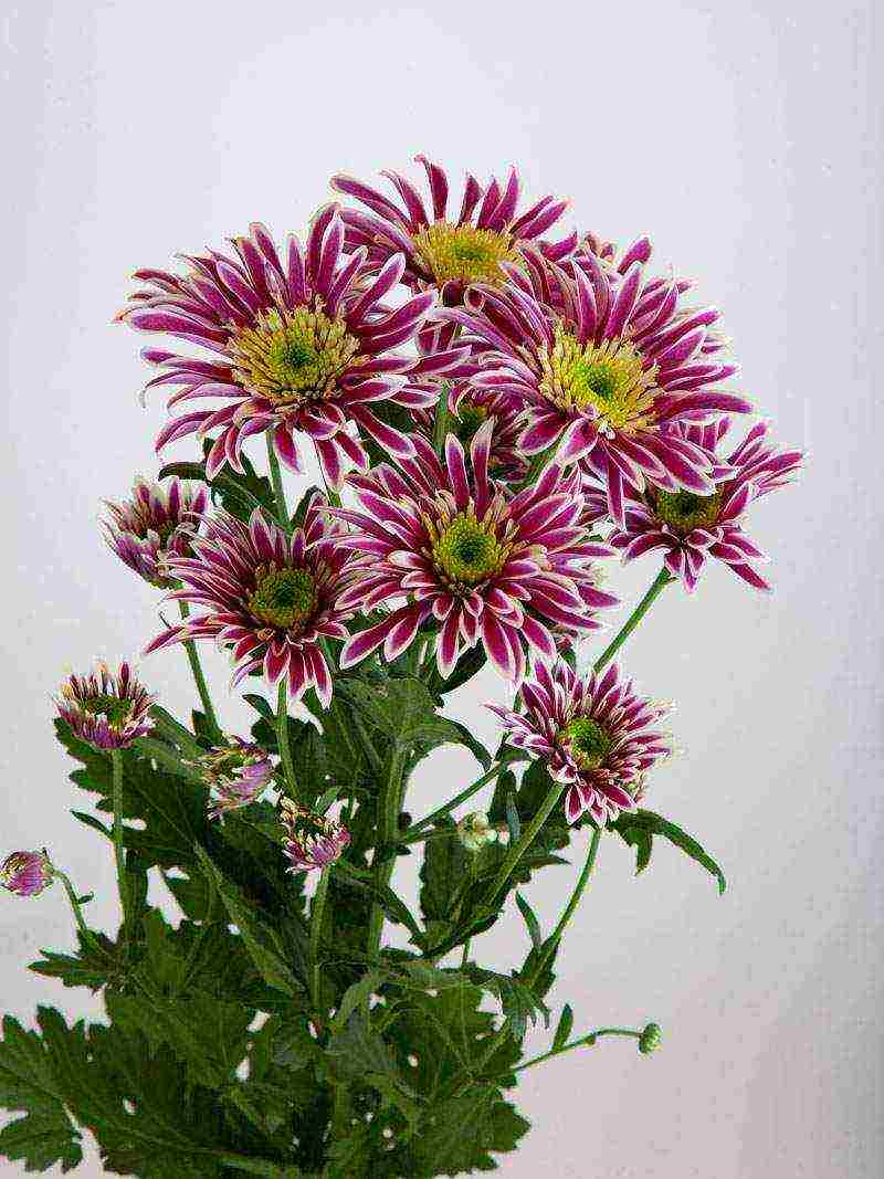 how to properly grow bush chrysanthemum for cutting