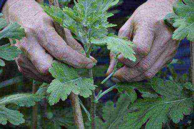 kung paano maayos na mapalago ang bush chrysanthemum para sa paggupit