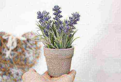 how to properly grow lavender at home