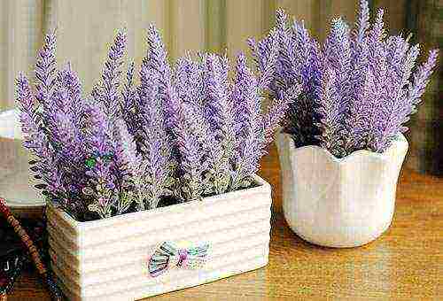 how to properly grow lavender at home