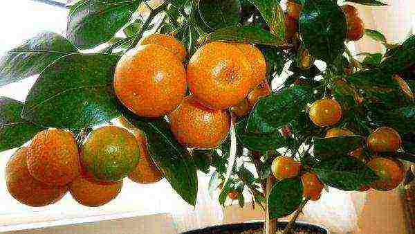 how to properly grow tangerines at home