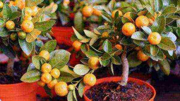 how to properly grow tangerines at home
