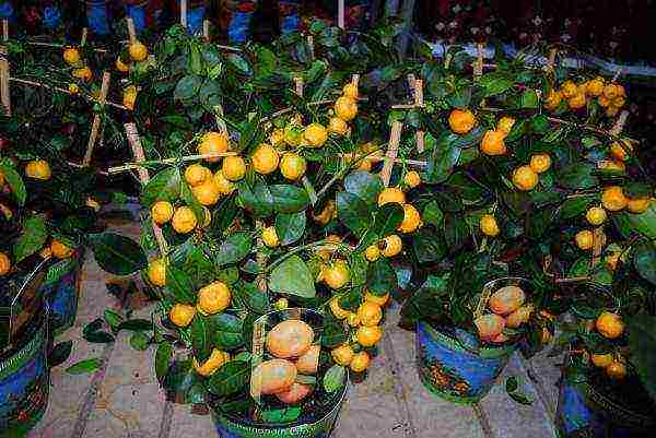 how to properly grow tangerines at home