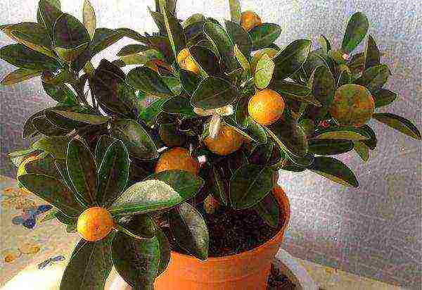 how to properly grow tangerines at home