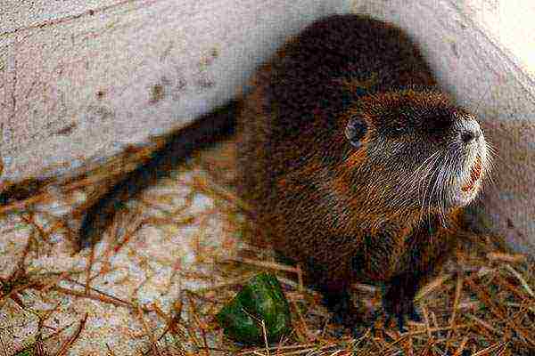 how to properly grow nutria at home
