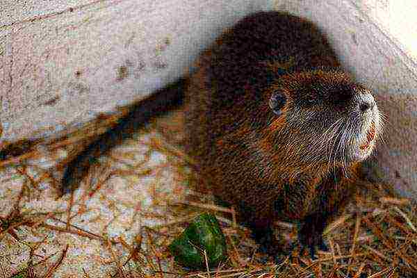 kung paano maayos na mapalago ang nutria sa bahay