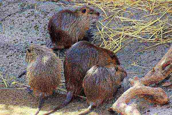 how to properly grow nutria at home