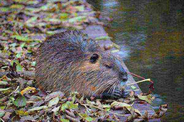 how to properly grow nutria at home