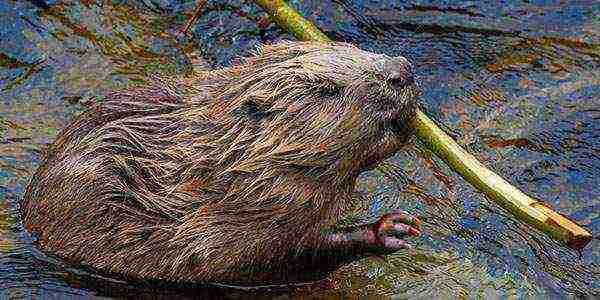 how to properly grow nutria at home