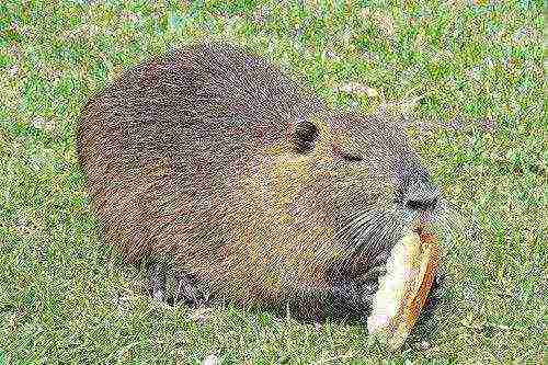 how to properly grow nutria at home