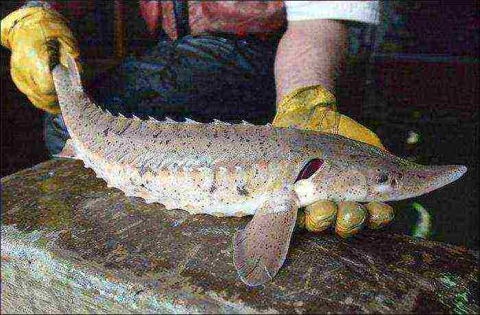 how to properly grow sturgeon at home