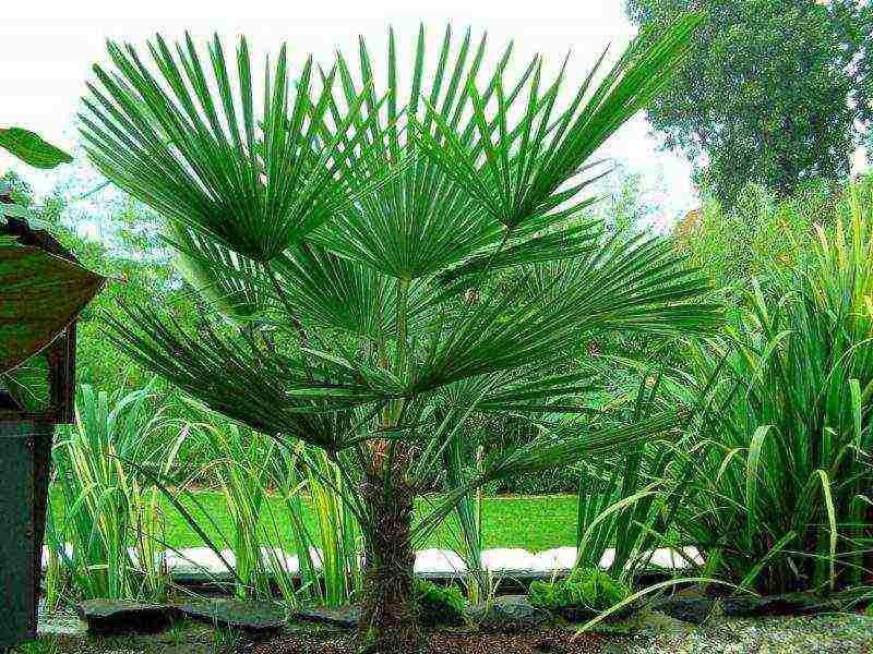 how to properly grow a palm tree at home