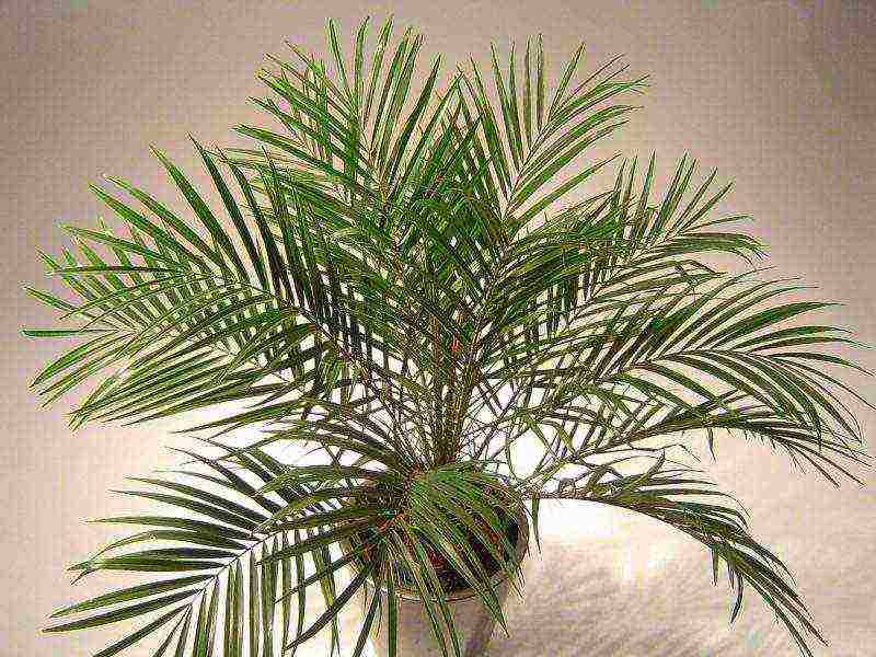 how to properly grow a palm tree at home