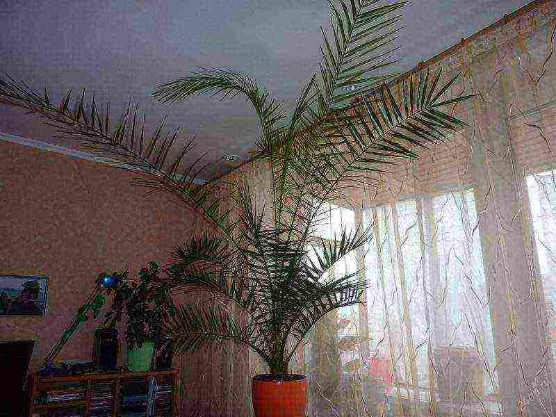 how to properly grow a palm tree at home