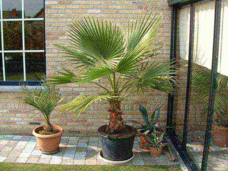 how to properly grow a palm tree at home