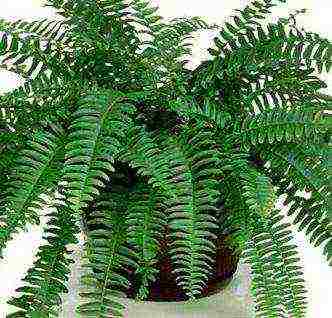 how to properly grow a fern at home