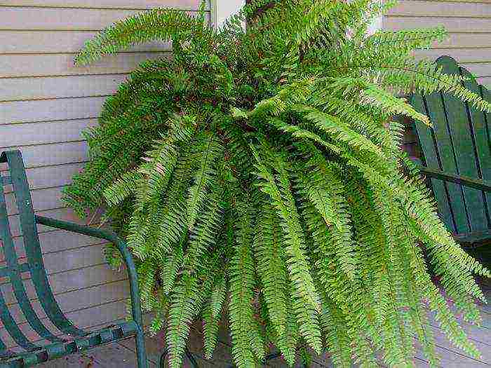 how to properly grow a fern at home