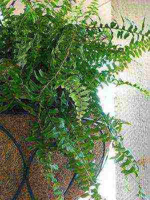 how to properly grow a fern at home