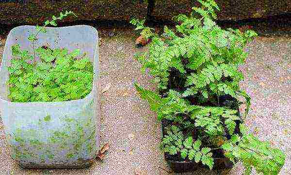 how to properly grow a fern at home