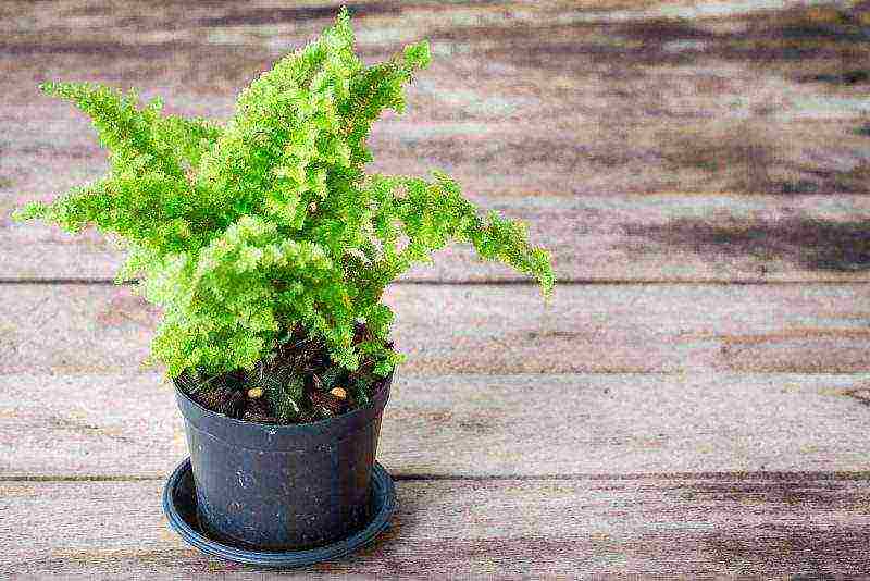 how to properly grow a fern at home