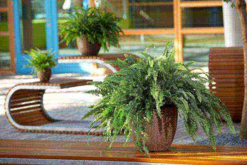 how to properly grow a fern at home