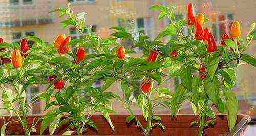 how to properly grow peppers at home