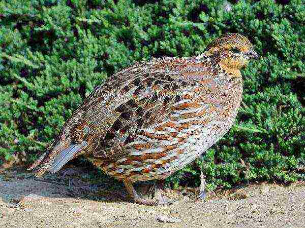 how to properly grow quail at home