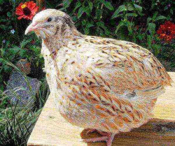 how to properly grow quail at home