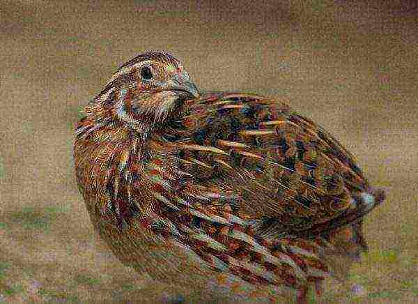 how to properly grow quail at home