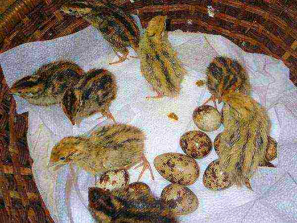 how to properly grow quail at home