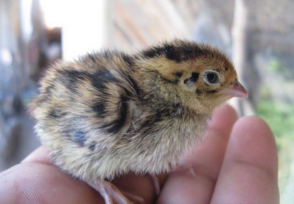 how to properly grow quail at home