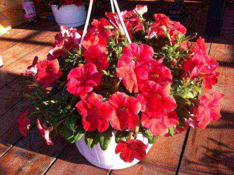 how to properly grow petunia at home