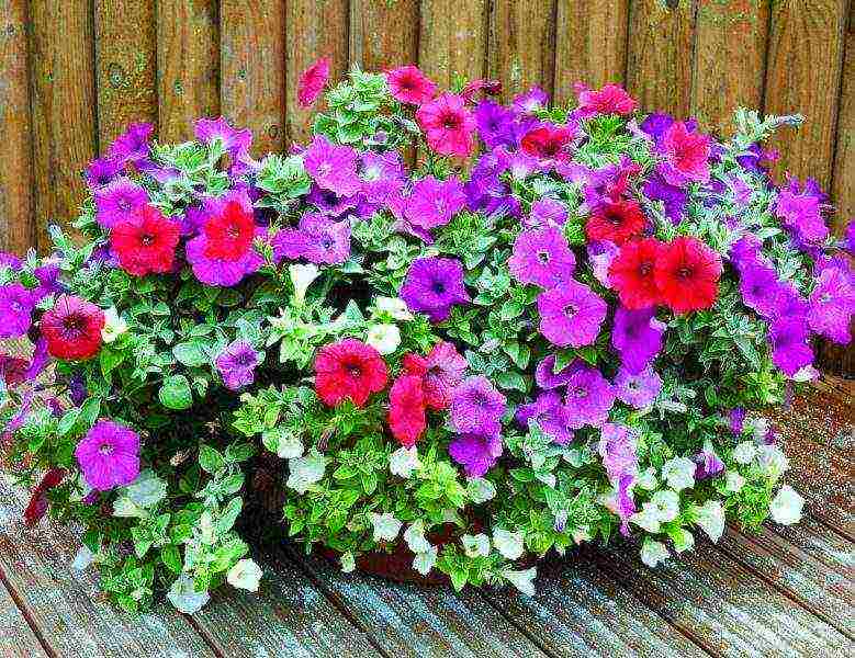 how to properly grow petunia at home