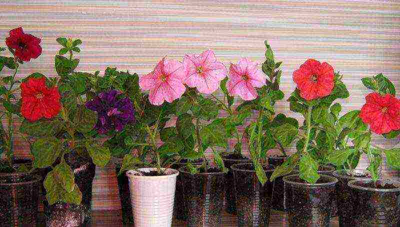 how to properly grow petunia at home