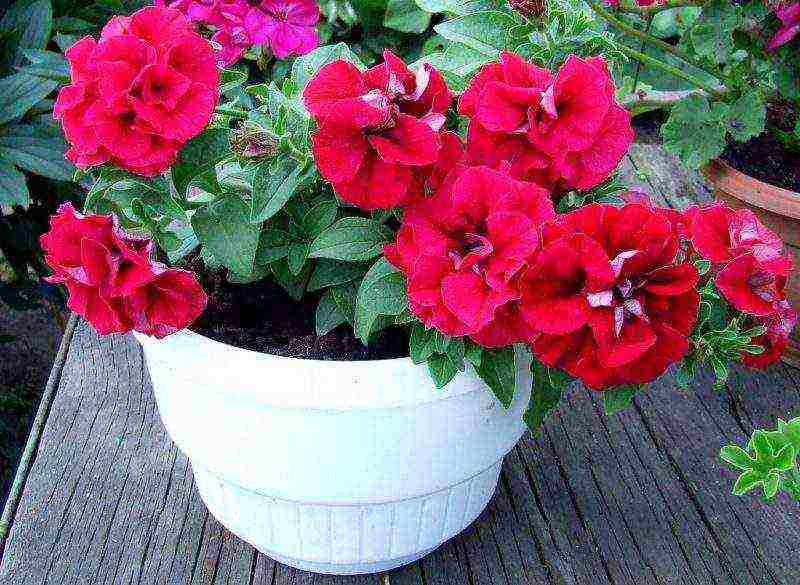 how to properly grow petunia at home