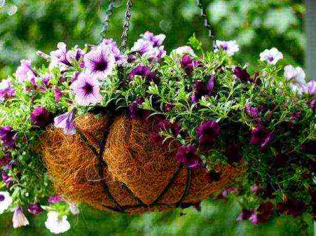 how to properly grow petunia at home