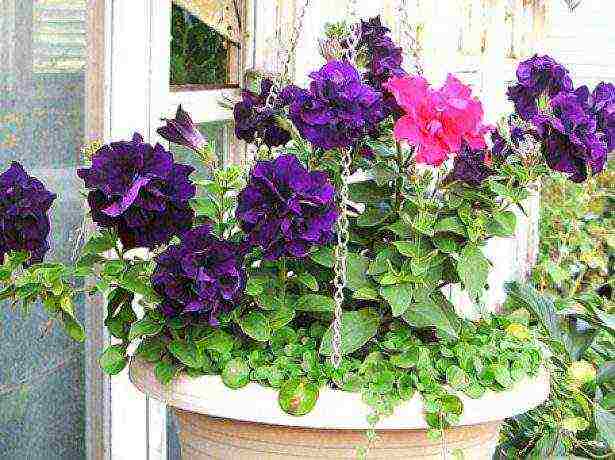 how to properly grow petunia at home