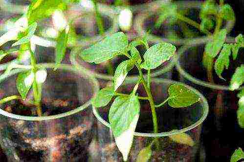 kung paano maayos na mapalago ang petunia sa bahay