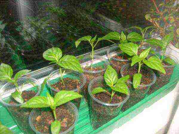 kung paano maayos na mapalago ang petunia sa bahay