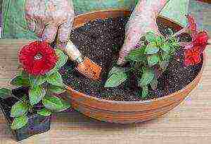 how to properly grow petunia at home