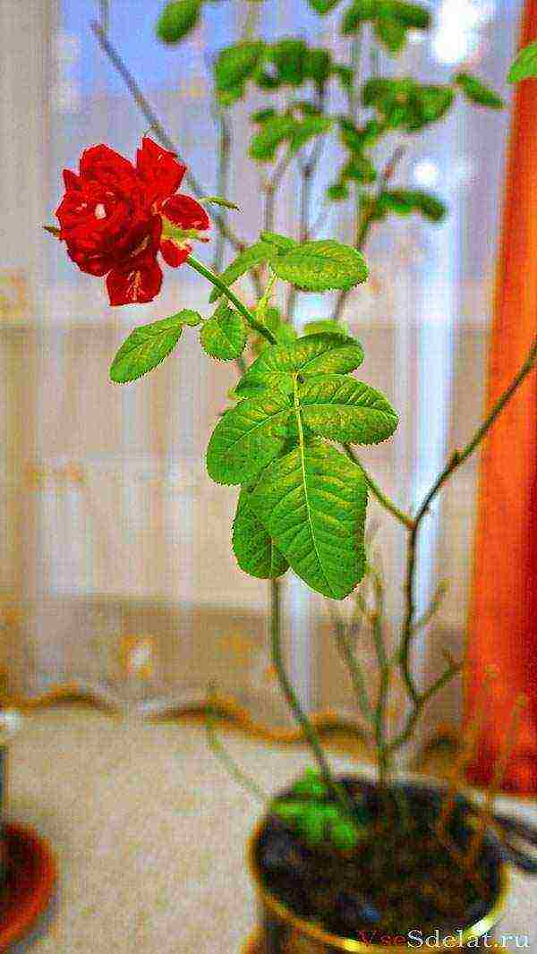 how to grow roses at home