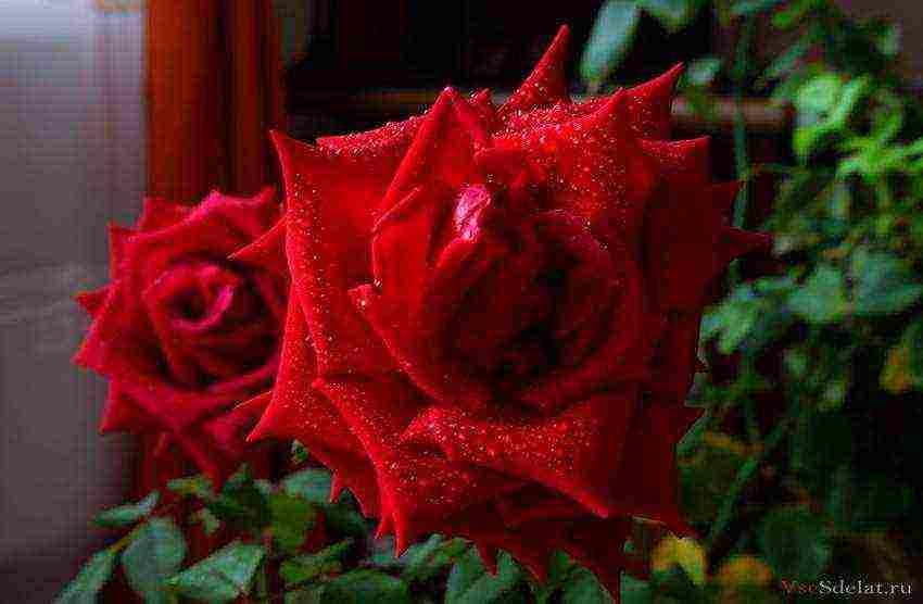 how to grow roses at home