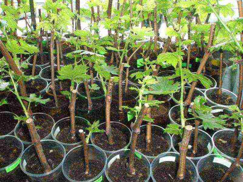 how to properly grow grape seedlings from cuttings